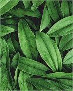 Фотофон fn81 2072646504752