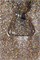 Гель-лак Lakres"Знак зодика" Лев, 5 ml 2000000051543