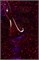 Гель-лак Lakres, Xmas 4, 9 ml 2000000033921