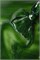 Гель-лак Lakres Garden Cat eye 5, 5 мл 2000000067995